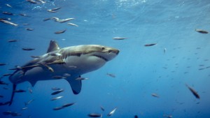 Great White